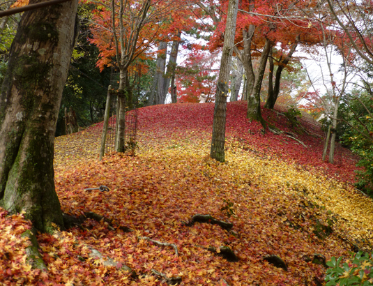 紅葉