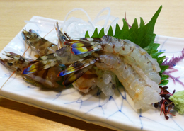 クルマエビの活き造り